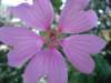 dsc05092_small.jpg